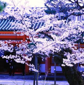 平安神宮桜④i