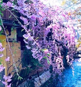 祇園白川桜➀i