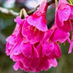 カンヒザクラii